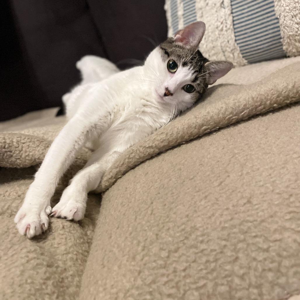 Enlarge Biscuit 4, a Adoptable Domestic Short Hair in Middle Village, NY image 4/6
