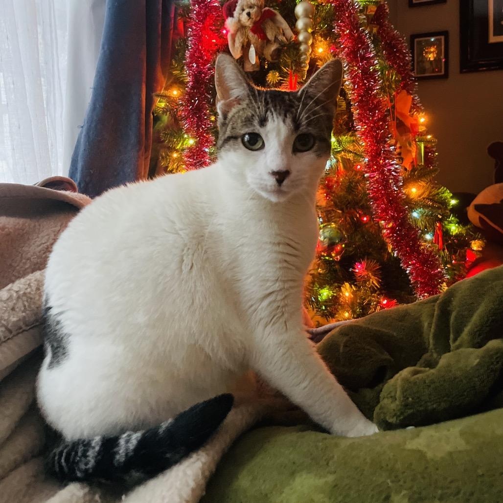Enlarge Biscuit 4, a Adoptable Domestic Short Hair in Middle Village, NY image 5/6