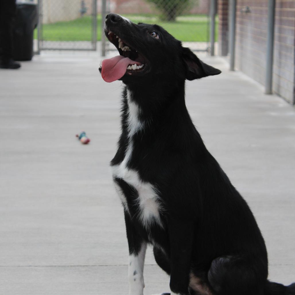 Enlarge Lily, a Adopted mixed breed in McPherson, KS image 1/6
