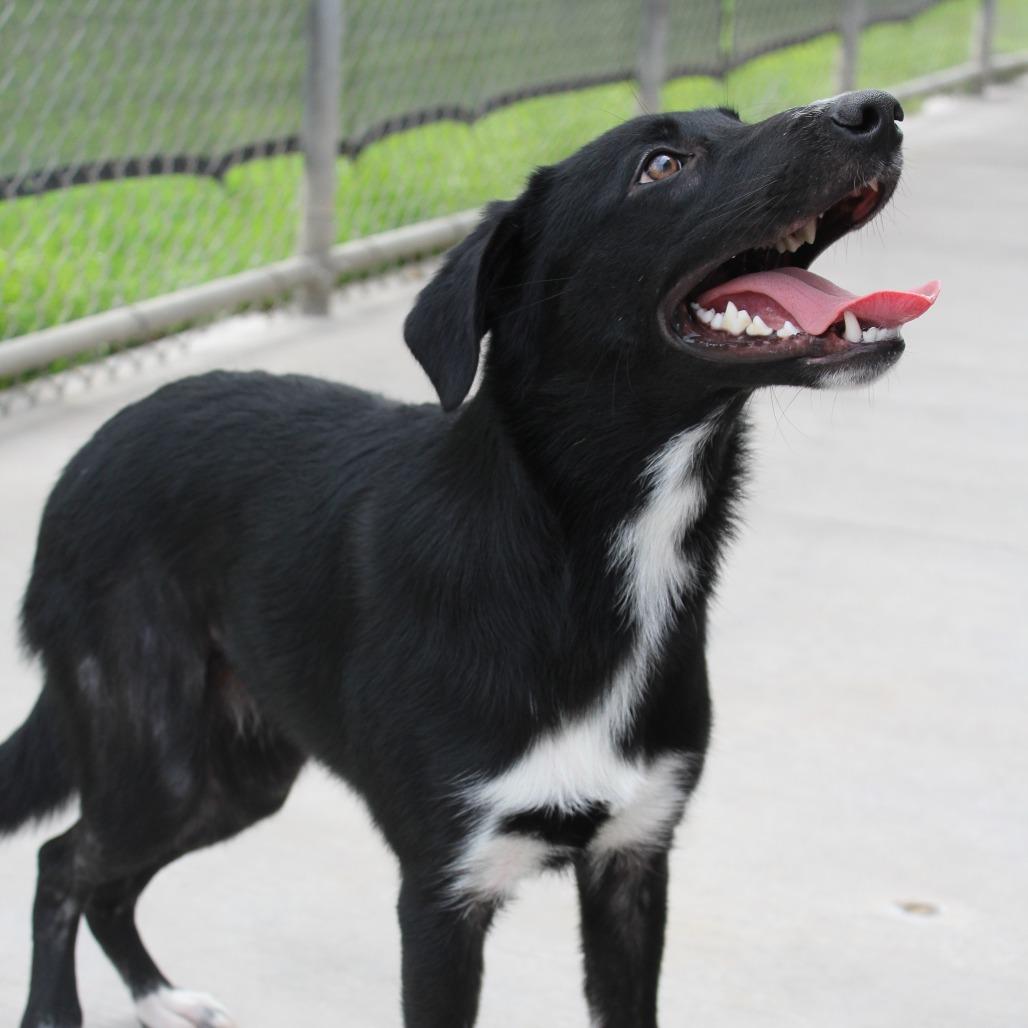 Enlarge Lily, a Adopted mixed breed in McPherson, KS image 2/6