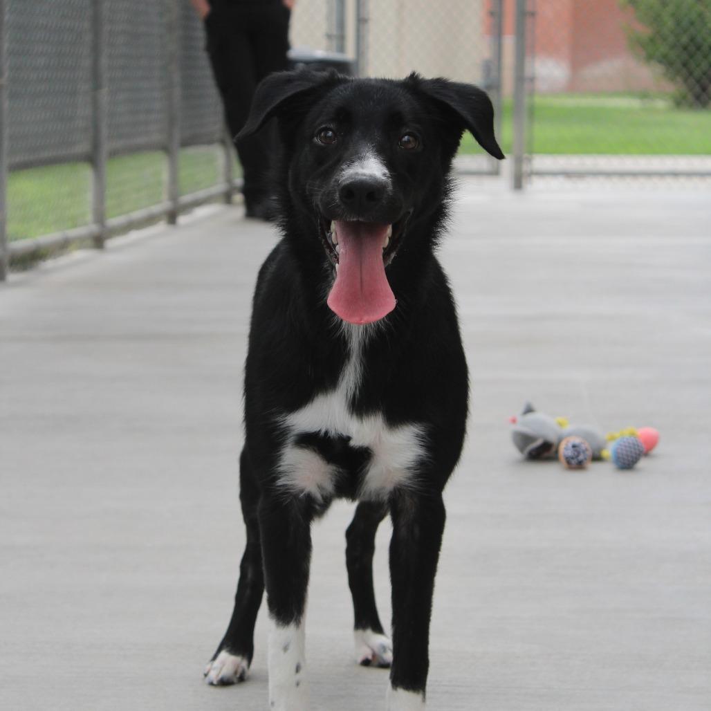 Enlarge Lily, a Adopted mixed breed in McPherson, KS image 3/6