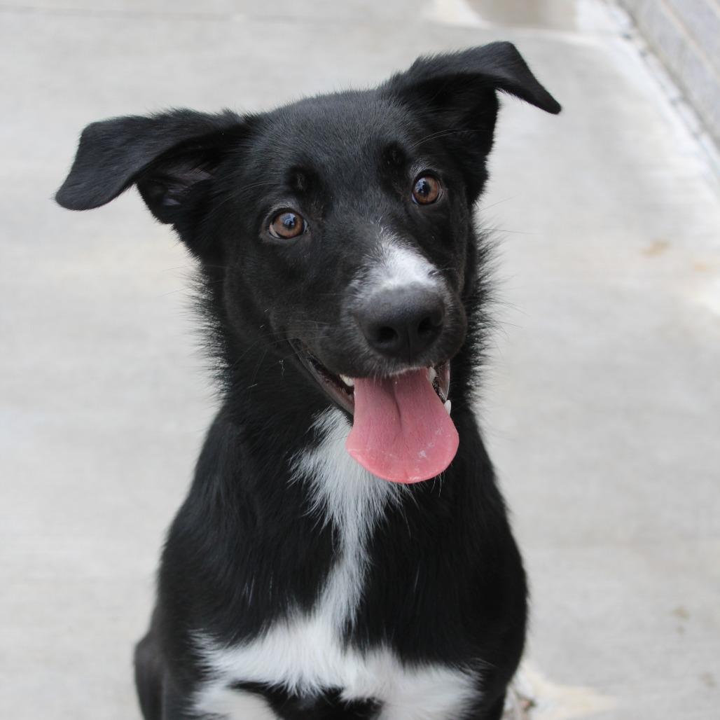 Enlarge Lily, a Adopted mixed breed in McPherson, KS image 4/6
