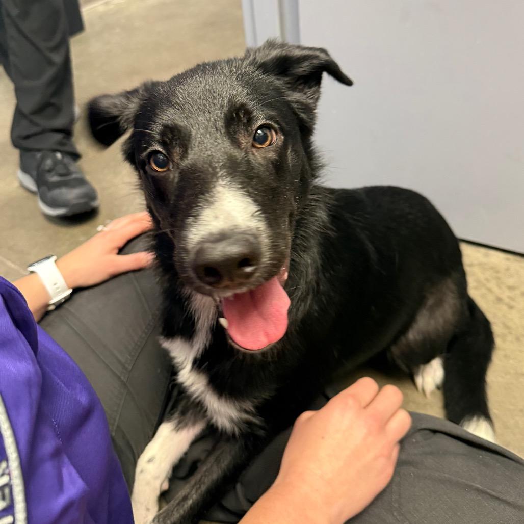 Enlarge Lily, a Adopted mixed breed in McPherson, KS image 5/6