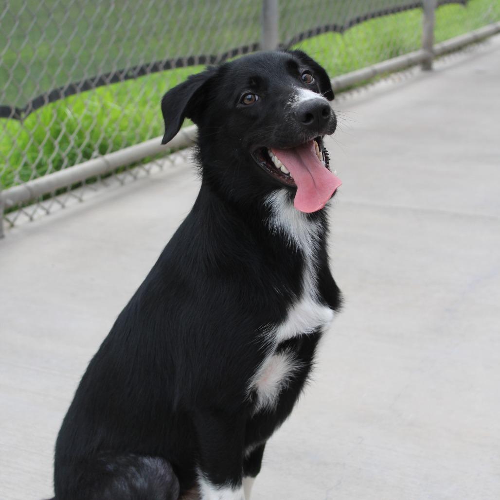 Enlarge Lily, a Adopted mixed breed in McPherson, KS image 6/6