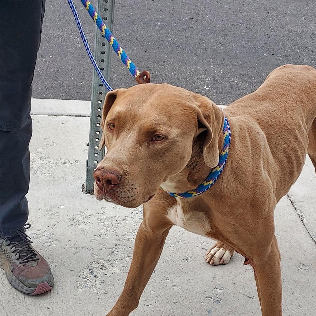 Waffles, Adoptable, Adult Male Labrador Retriever & Pit Bull Terrier.