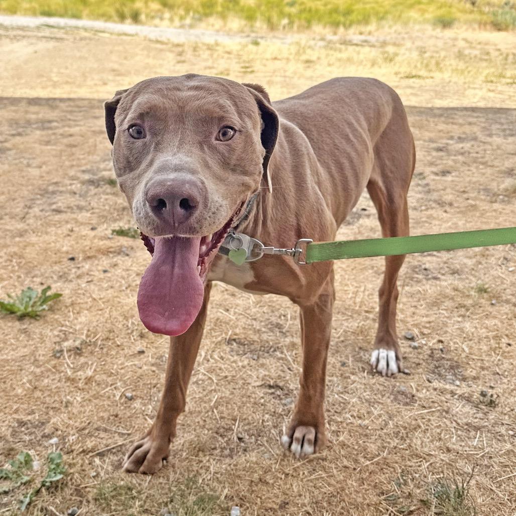 Waffles, a Adoptable mixed breed in Hailey, ID image 2/6