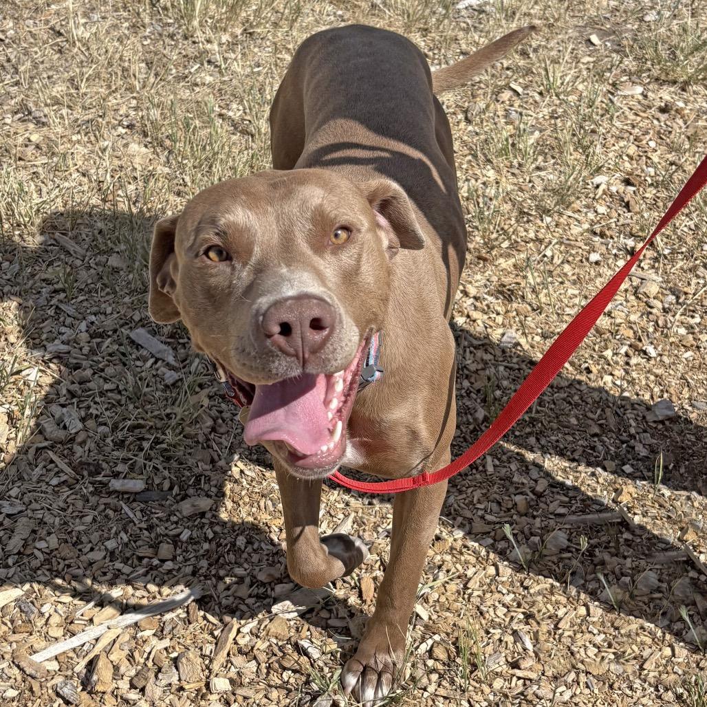 Waffles, a Adoptable mixed breed in Hailey, ID image 3/6