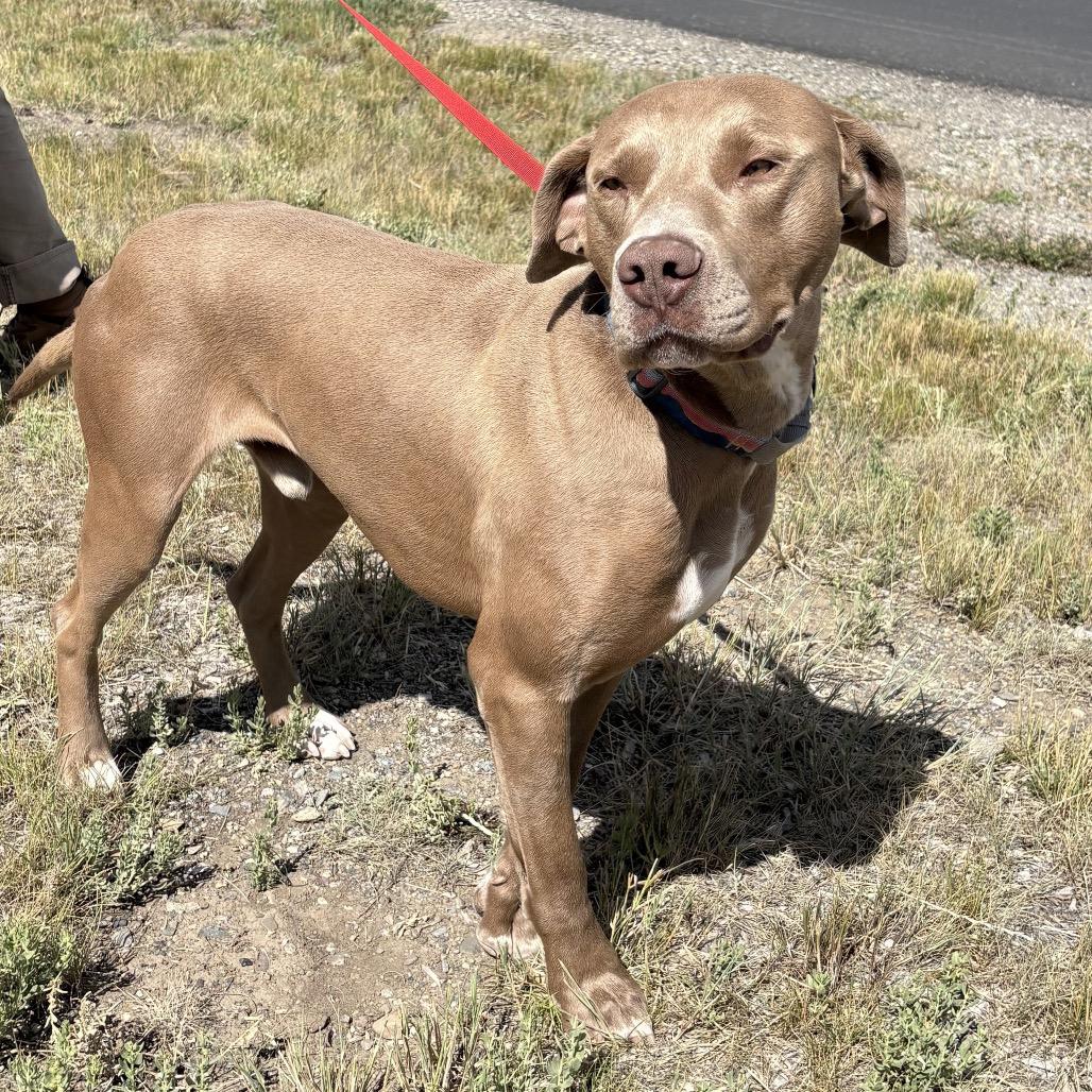 Waffles, a Adoptable mixed breed in Hailey, ID image 6/6