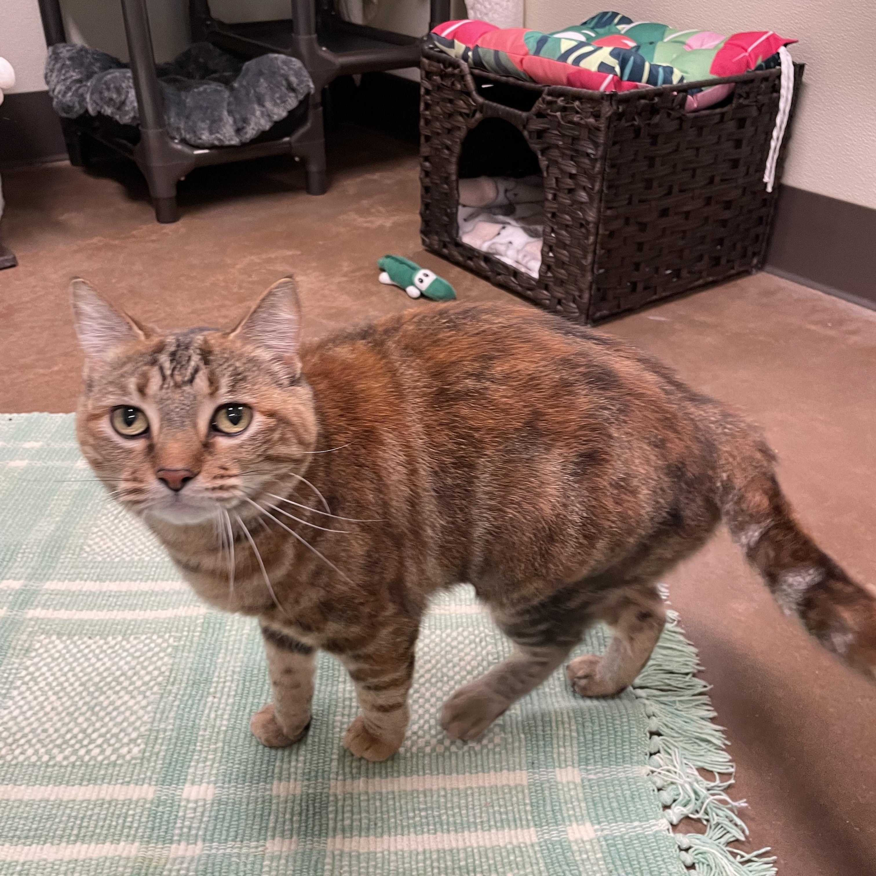 Fredericka, a Adoptable Tortoiseshell in Friday Harbor, WA image 6/6