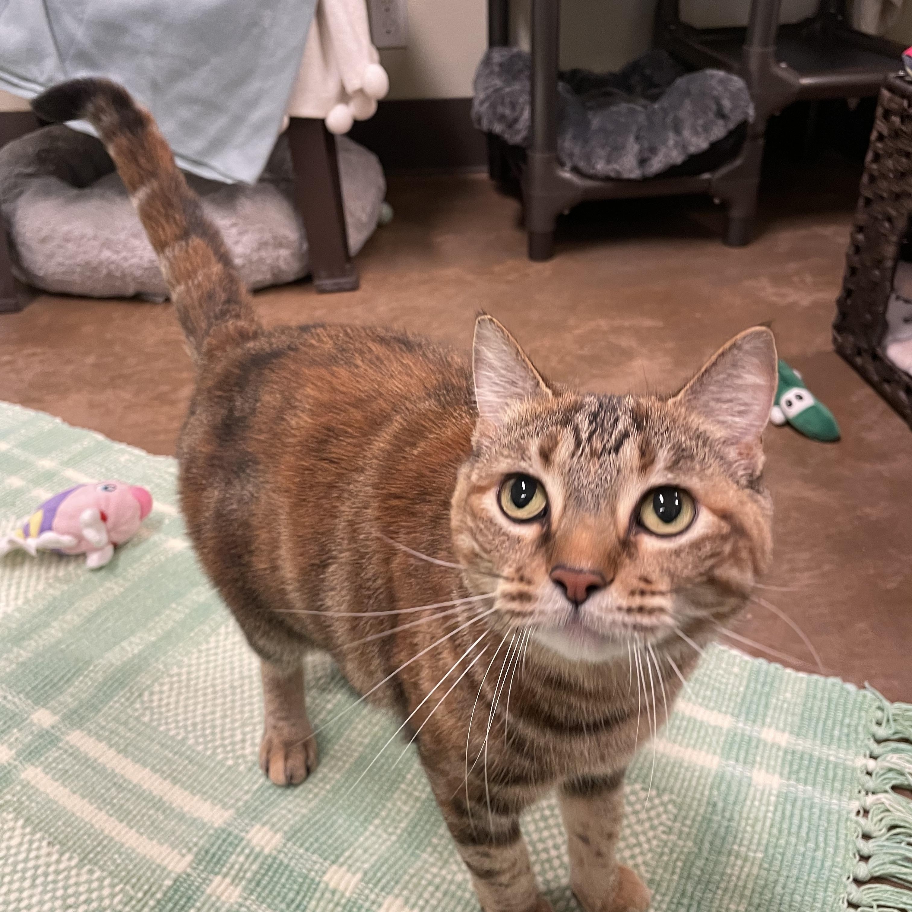 Fredericka, a Adoptable Tortoiseshell in Friday Harbor, WA image 1/6