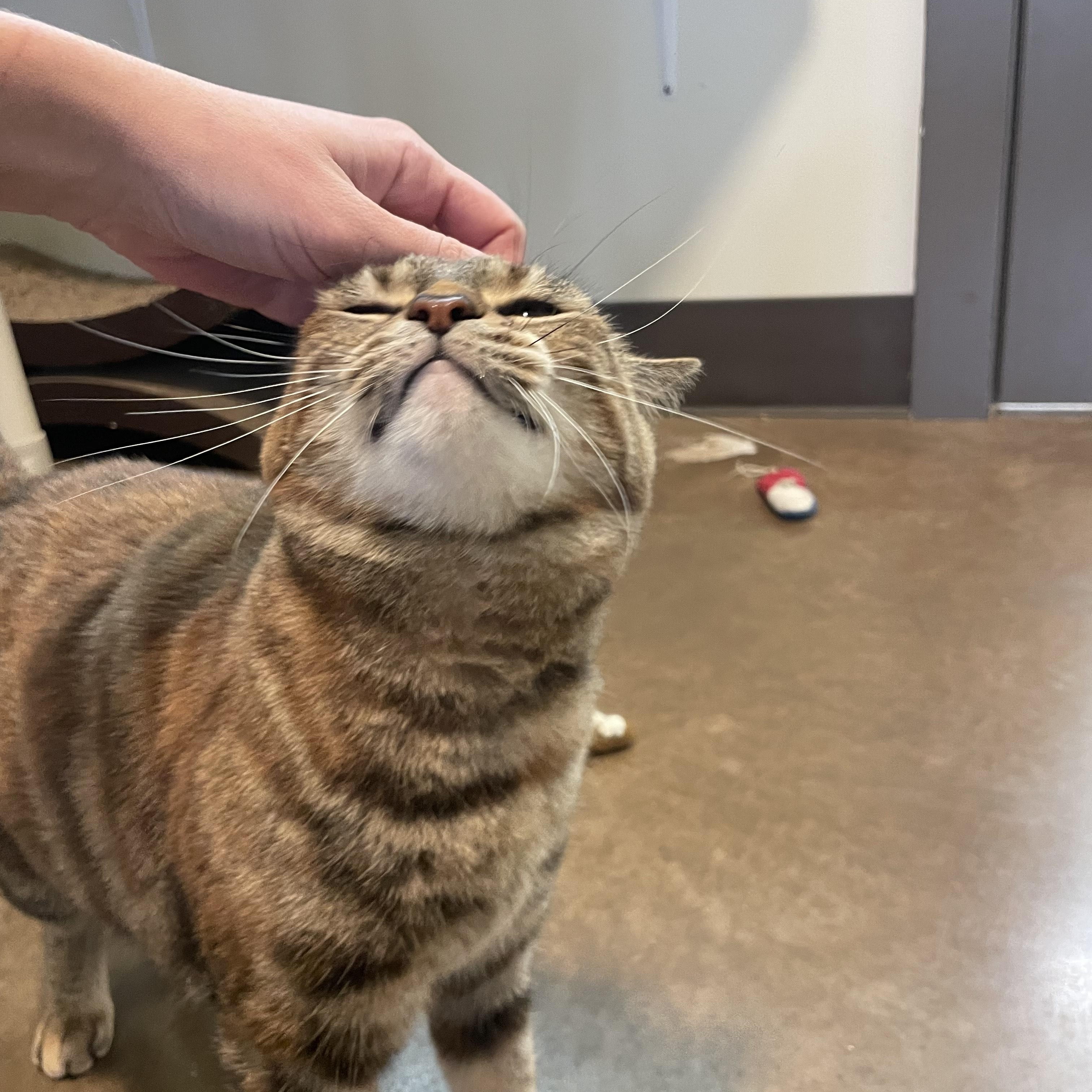 Fredericka, a Adoptable Tortoiseshell in Friday Harbor, WA image 2/6