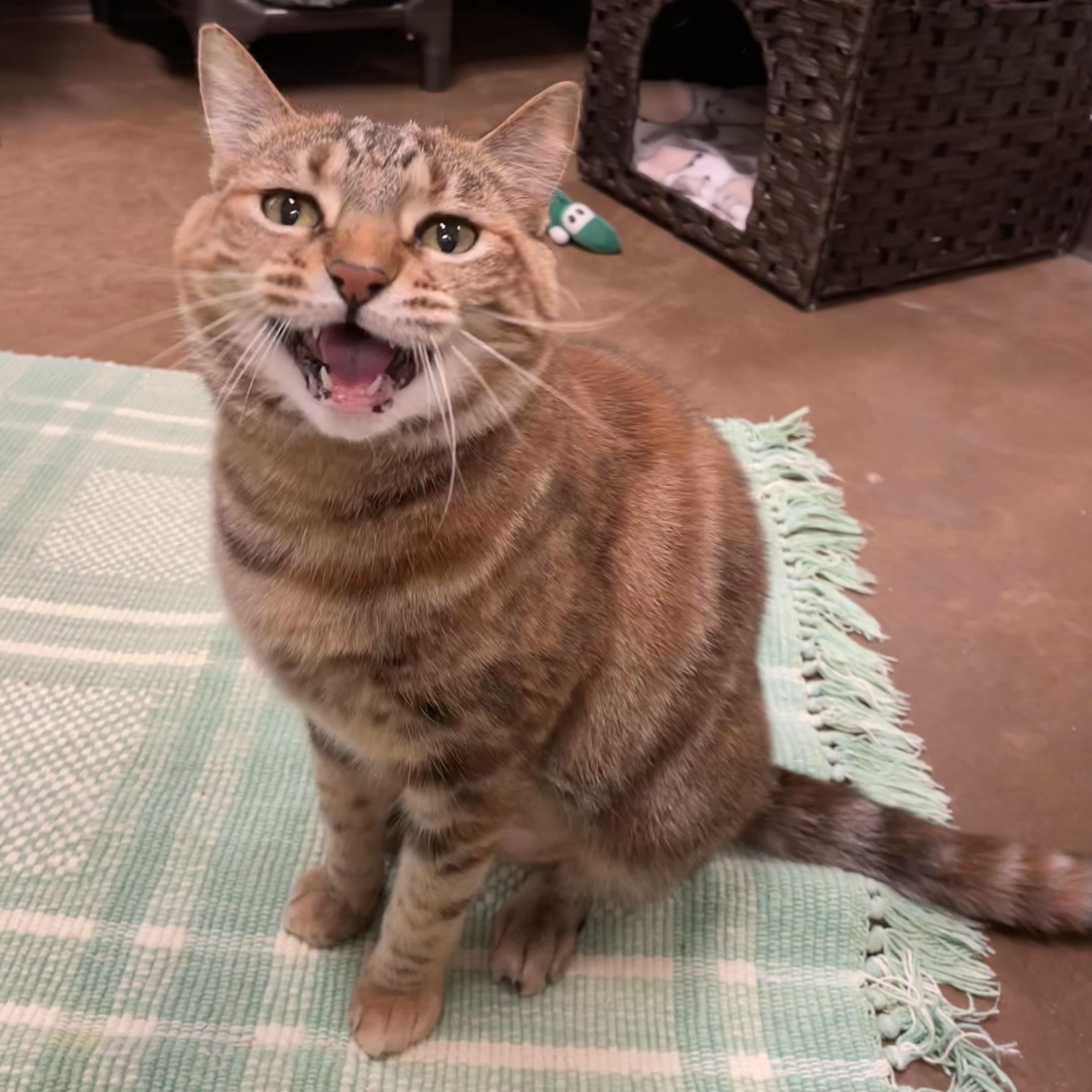 Fredericka, a Adoptable Tortoiseshell in Friday Harbor, WA image 4/6