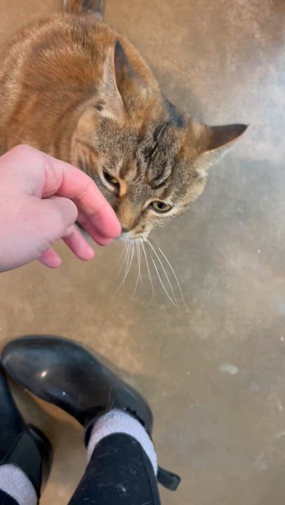Enlarge Fredericka, a Adoptable Tortoiseshell in Friday Harbor, WA video 3/6