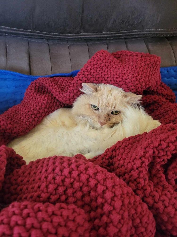 Otis, Adoptable, Senior Male Domestic Long Hair.