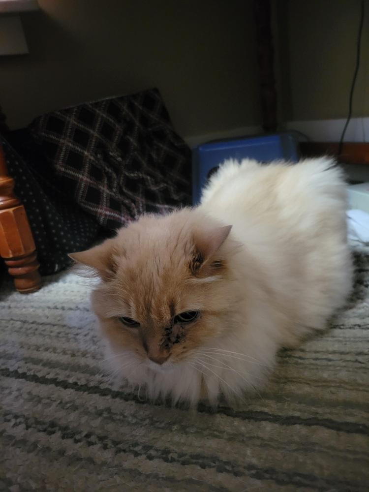 Otis, a Adoptable mixed breed in Mishawaka, IN image 2/5