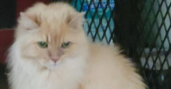 Otis, a Adoptable mixed breed in Mishawaka, IN image 3/5