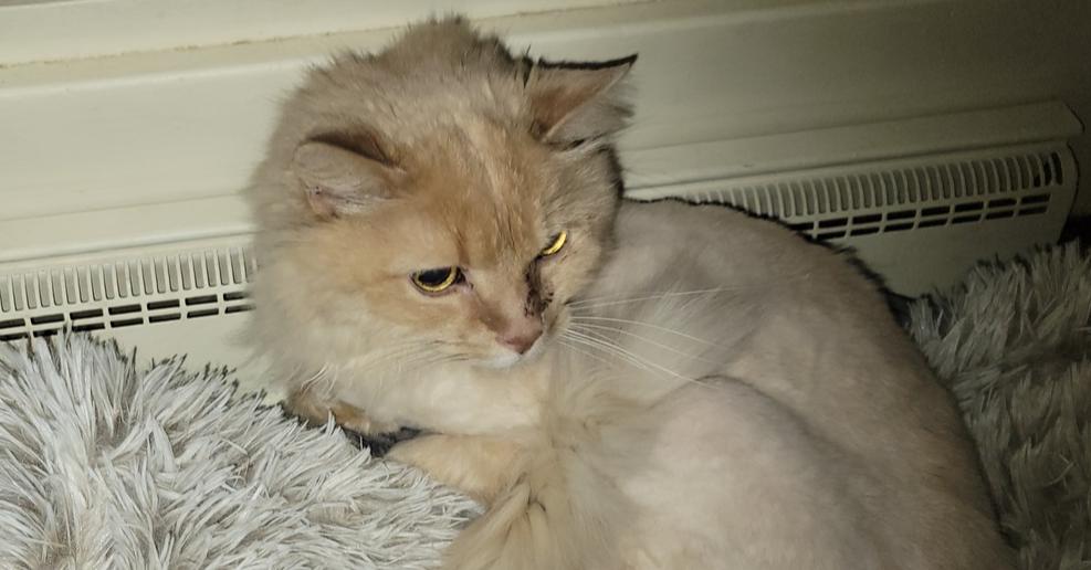 Otis, a Adoptable mixed breed in Mishawaka, IN image 4/5