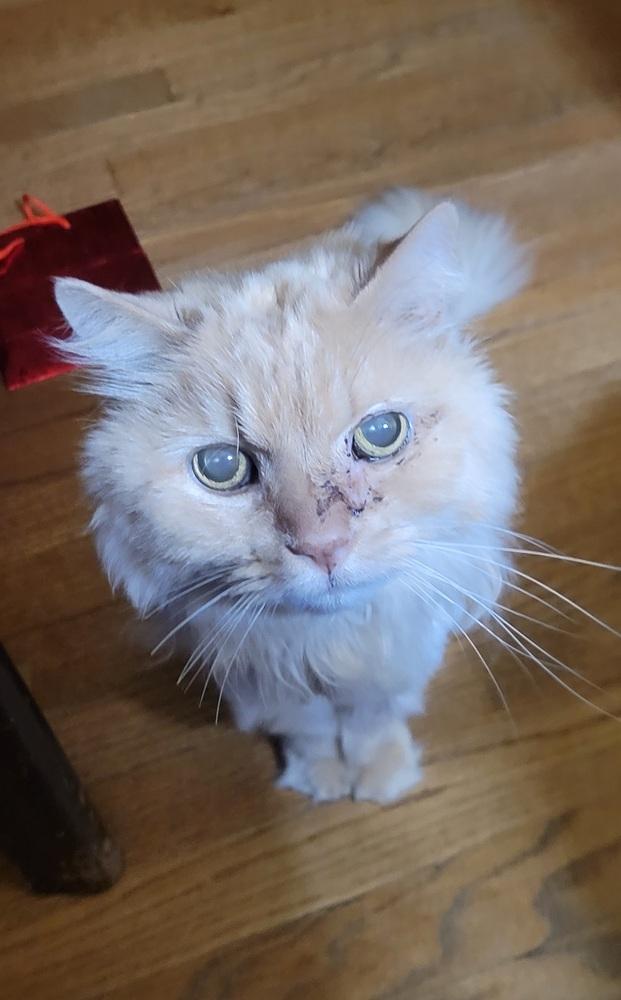 Otis, a Adoptable mixed breed in Mishawaka, IN image 5/5