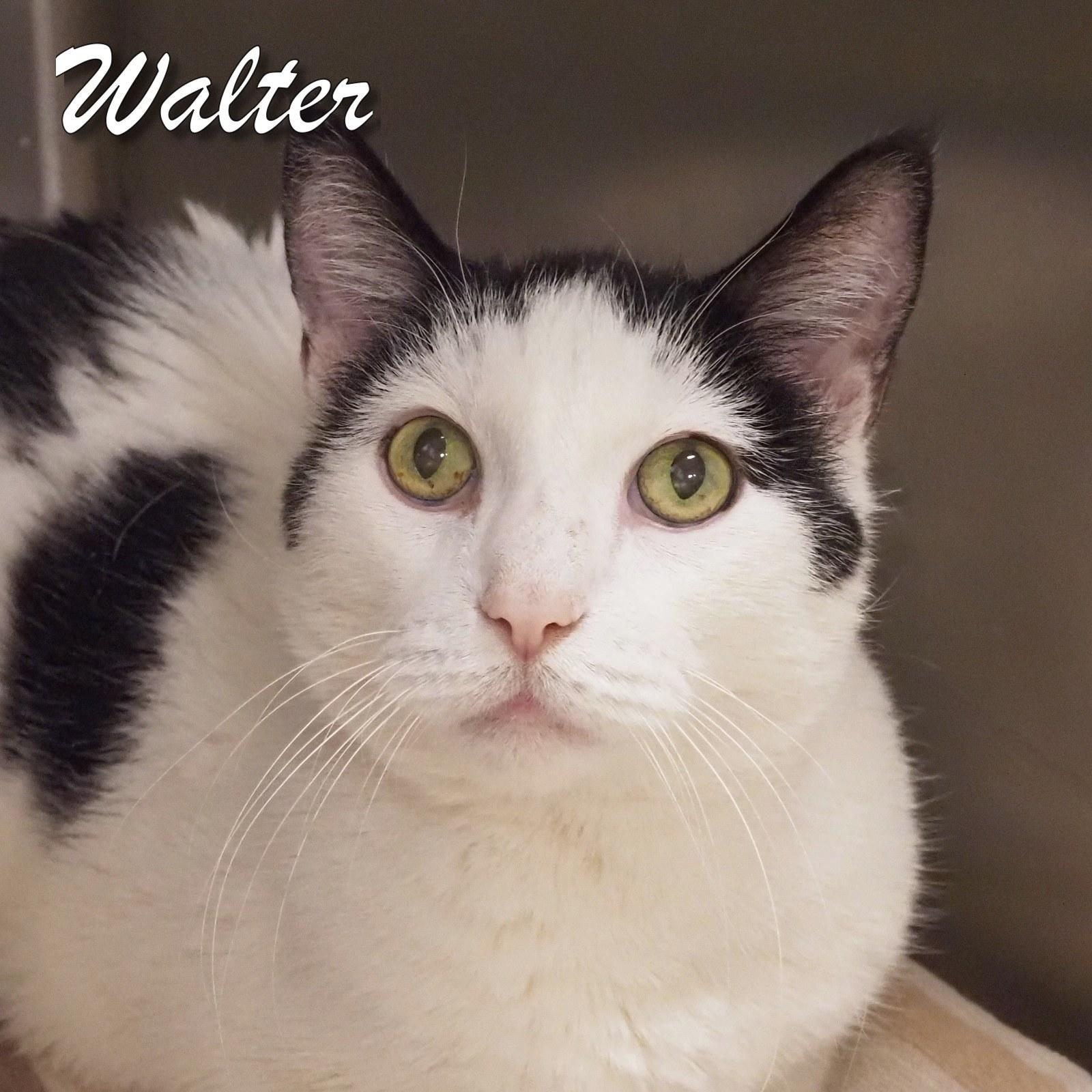 Walter photo 2