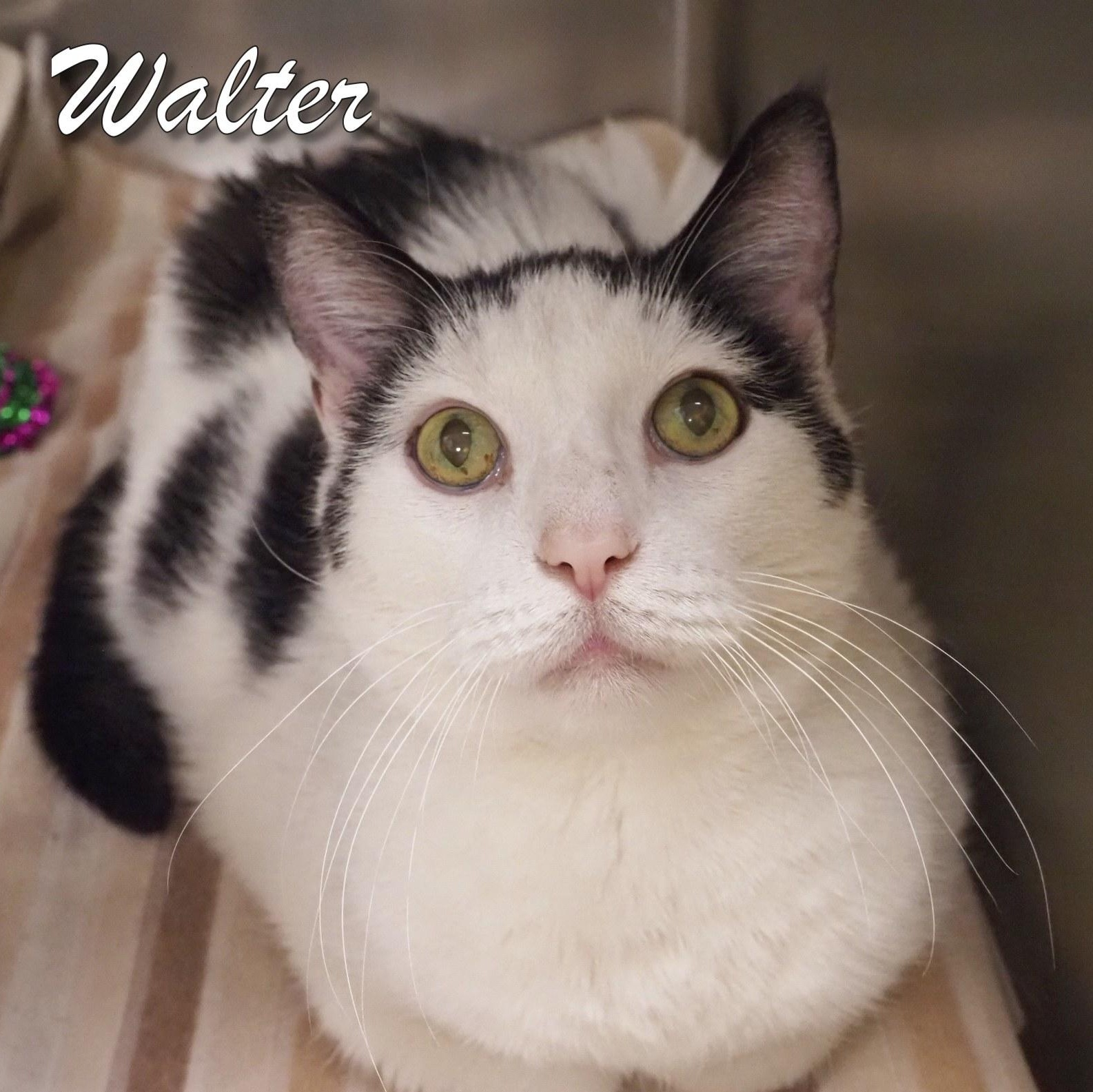 Walter photo 3