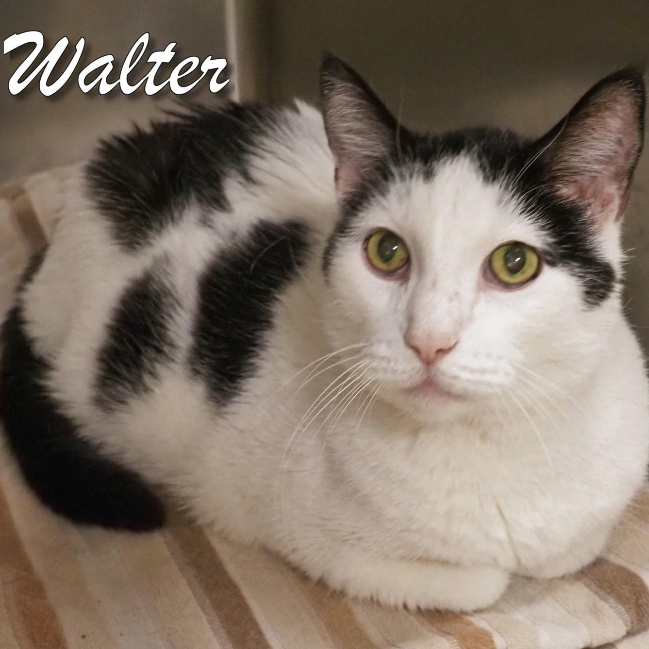 Walter photo 4