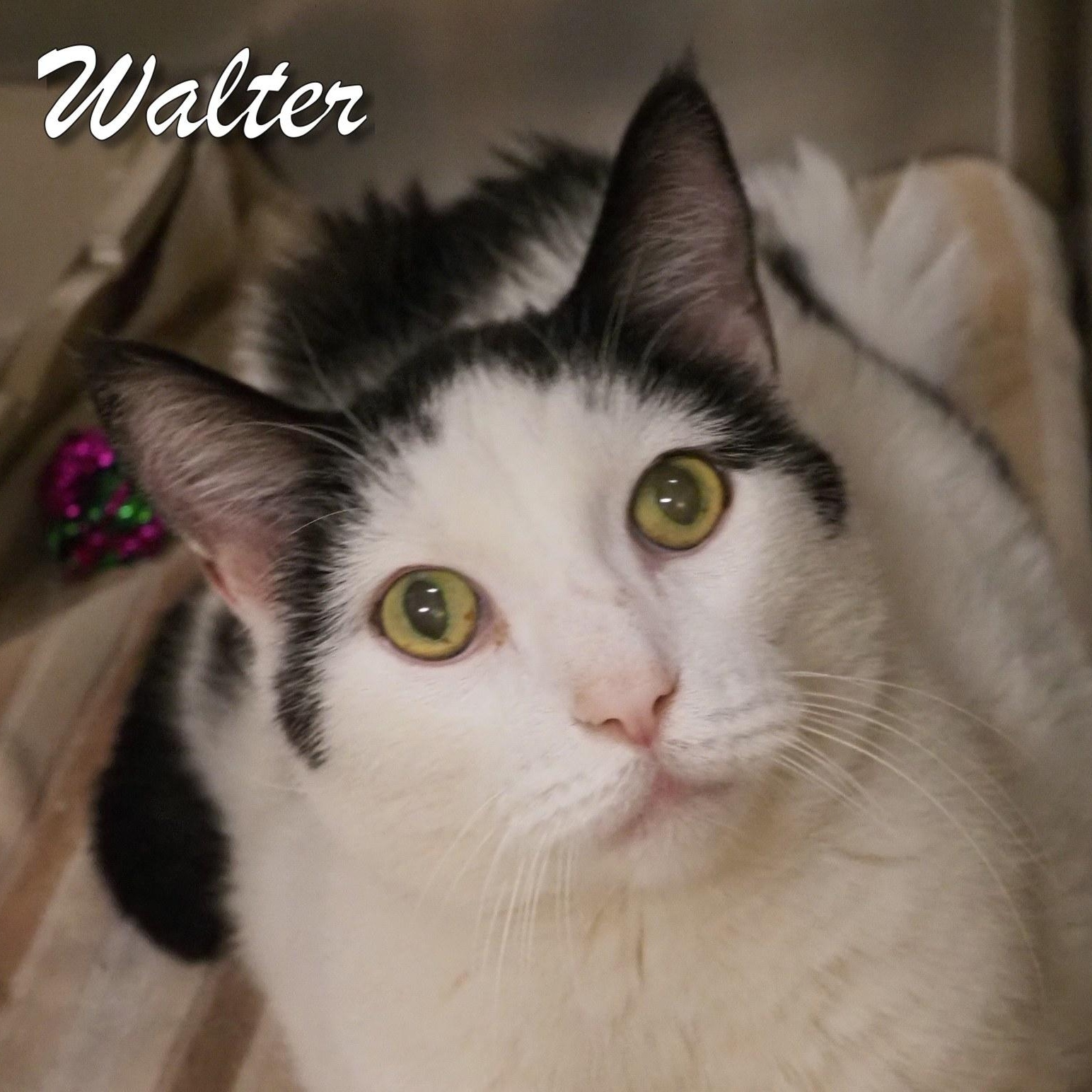 Walter, Senior Male Domestic Short Hair