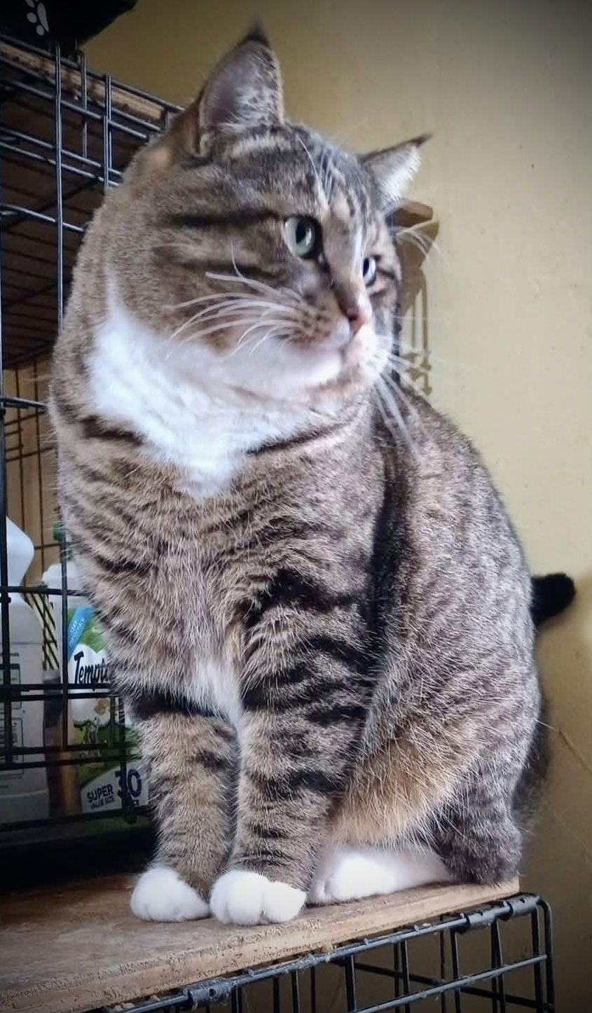 Dunkin' (Tabby w/4 wht paws-M), a Adoptable Domestic Short Hair in Piedmont, MO image 1/3