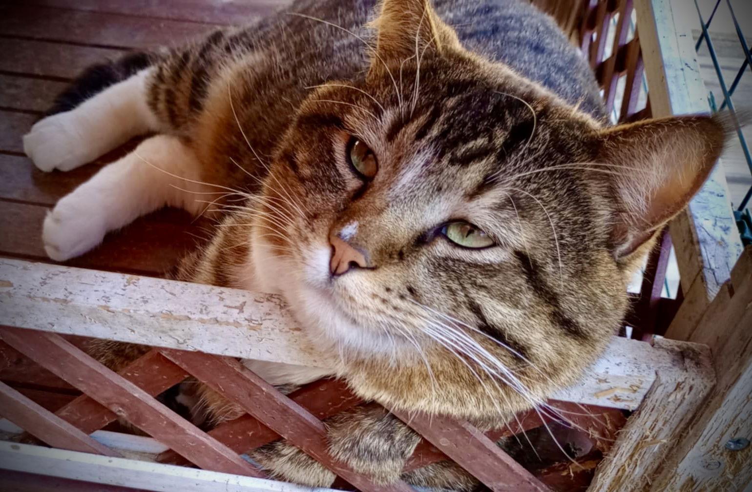 Dunkin' (Tabby w/4 wht paws-M), a Adoptable Domestic Short Hair in Piedmont, MO image 2/3