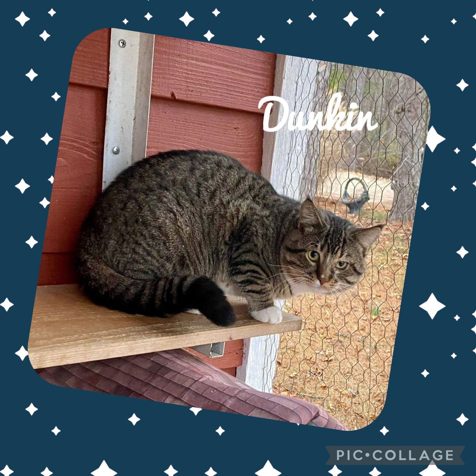 Dunkin' (Tabby w/4 wht paws-M), a Adoptable Domestic Short Hair in Piedmont, MO image 3/3