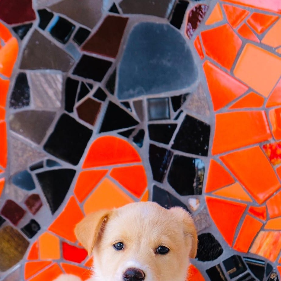 Spain Pup - Granada, adopted, Puppy Female Golden Retriever & Labrador Retriever.