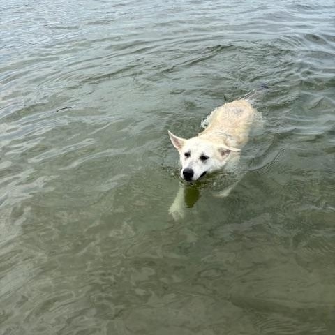 Lettie, an adoptable White German Shepherd, Husky in Richmond Hill, ON, L4E 2M8 | Photo Image 5