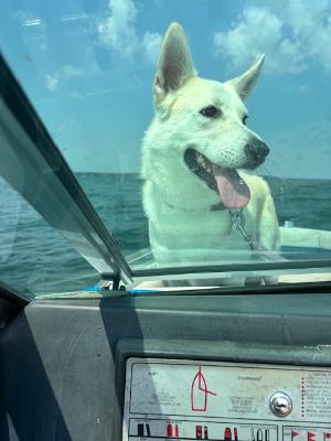 Lettie, an adoptable White German Shepherd, Husky in Richmond Hill, ON, L4E 2M8 | Photo Image 1