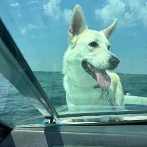 Enlarge Lettie, a Adoptable mixed breed in Richmond Hill, ON image 2/6