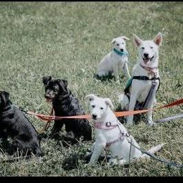 Enlarge Lettie, a Adoptable mixed breed in Richmond Hill, ON image 3/6