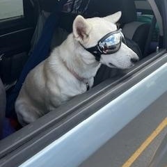 Lettie, an adoptable White German Shepherd, Husky in Richmond Hill, ON, L4E 2M8 | Photo Image 6