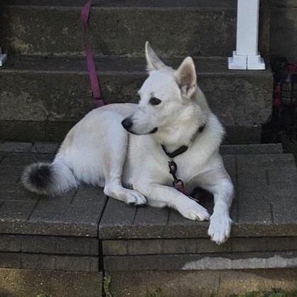 Lettie, an adoptable White German Shepherd, Husky in Richmond Hill, ON, L4E 2M8 | Photo Image 2