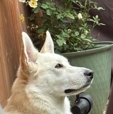 Enlarge Lettie, a Adoptable mixed breed in Richmond Hill, ON image 1/6