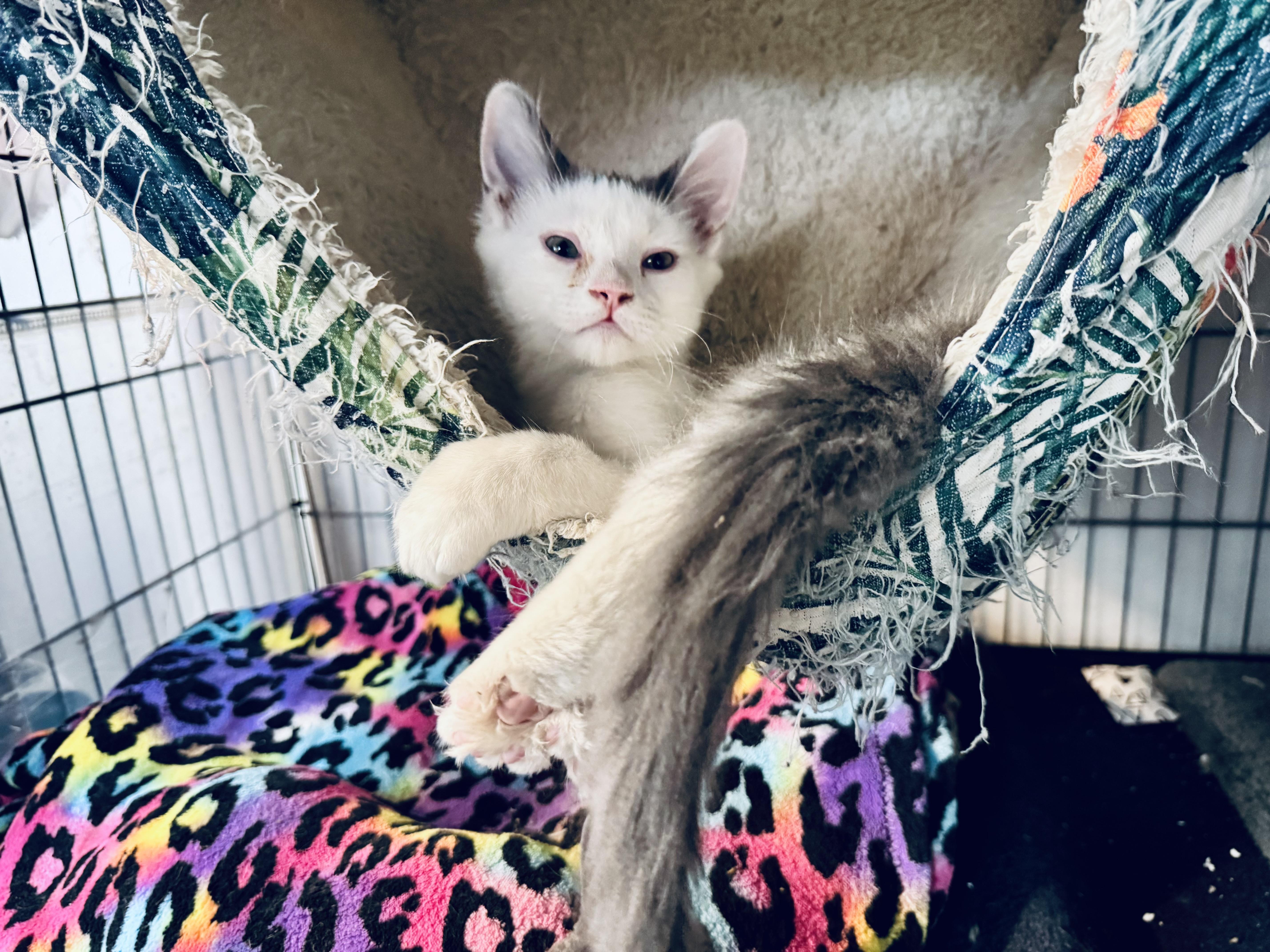 Enlarge Wolfie, a Adoptable Domestic Long Hair in Wasilla, AK image 1/1