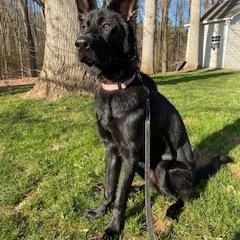 Rei, ADOPTABLE, Young Male German Shepherd Dog.