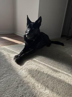 Rei, a ADOPTABLE German Shepherd Dog in Roswell, GA image 3/3