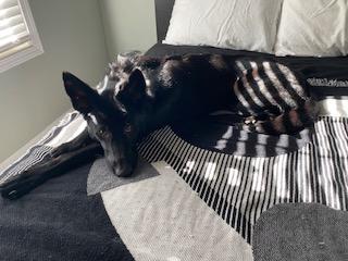 Rei, a ADOPTABLE German Shepherd Dog in Roswell, GA image 2/3