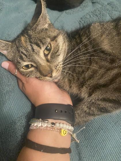 Morticia, Adoptable, Adult Female Domestic Short Hair & Domestic Short Hair.