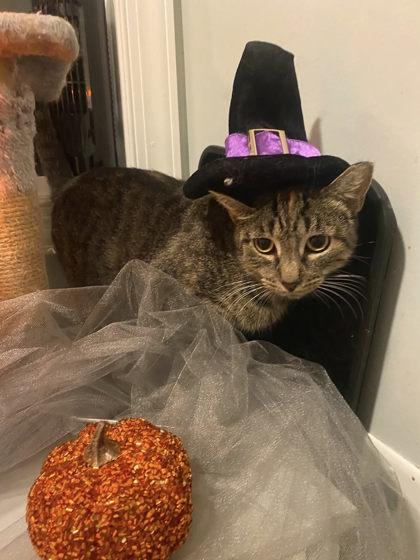 Morticia, a Adoptable Domestic Short Hair in Berwick, PA image 2/3