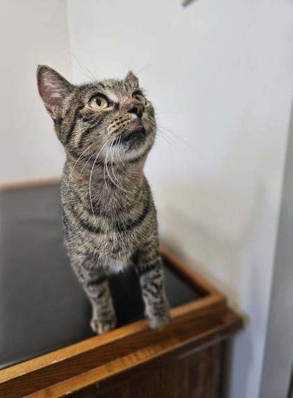 Morticia, a Adoptable Domestic Short Hair in Berwick, PA image 3/3