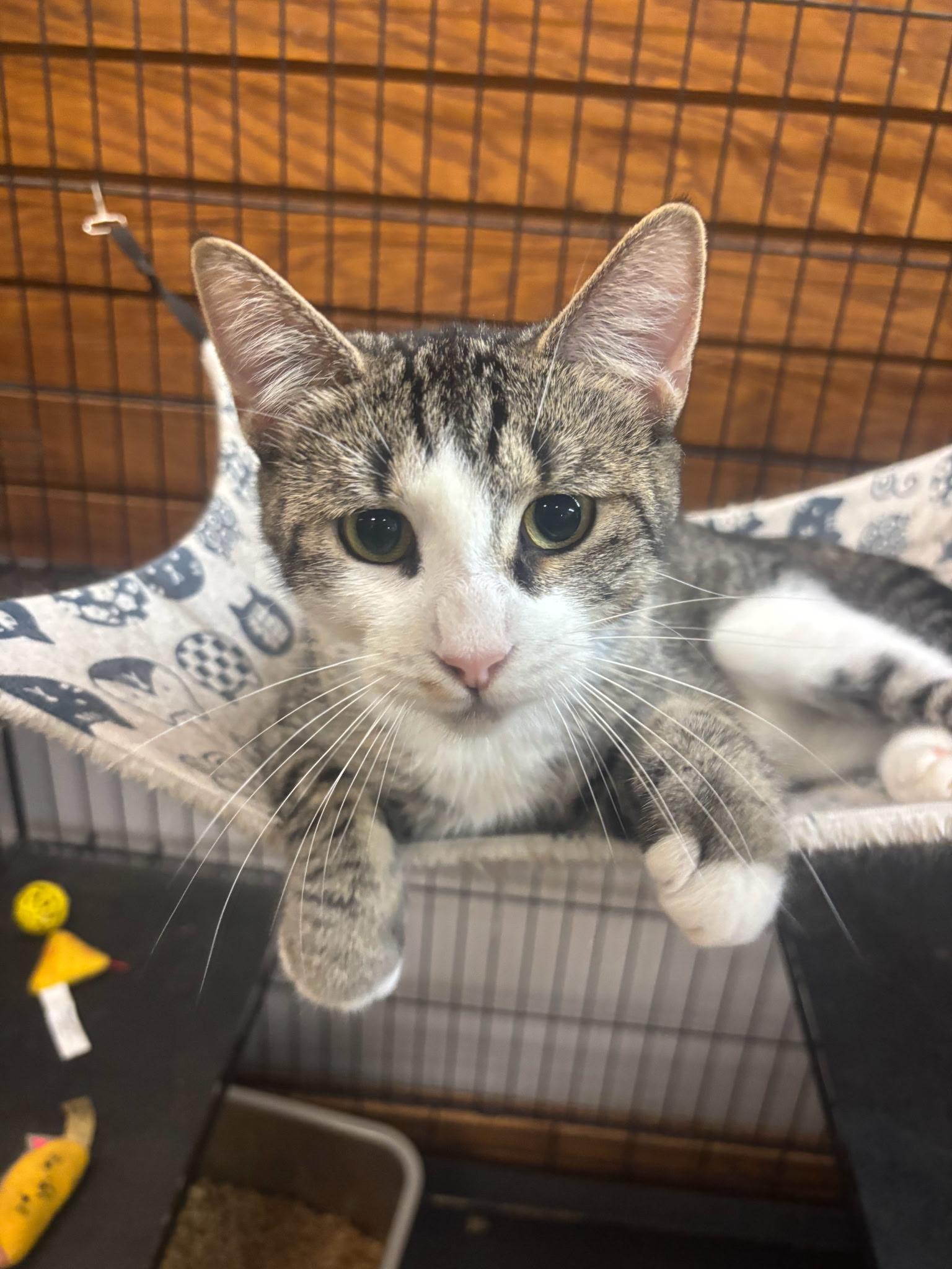 Lulu, Adoptable, Young Female Domestic Short Hair.