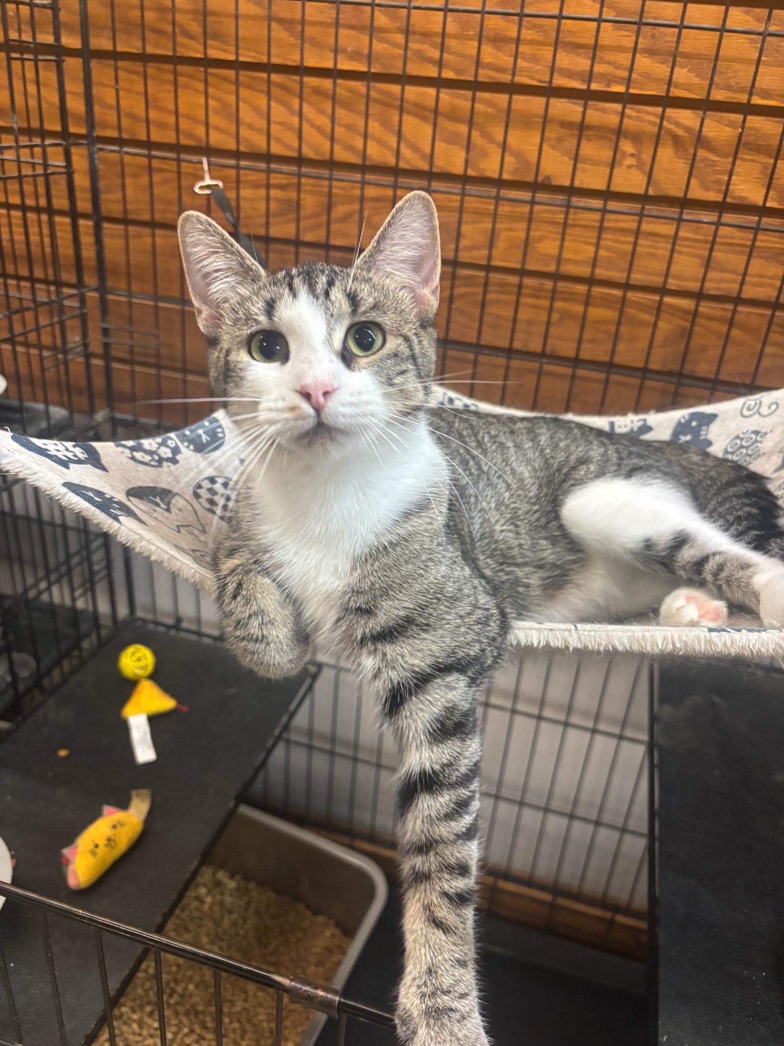 Enlarge Lulu, a Adoptable Domestic Short Hair in Coldwater, MI image 2/3