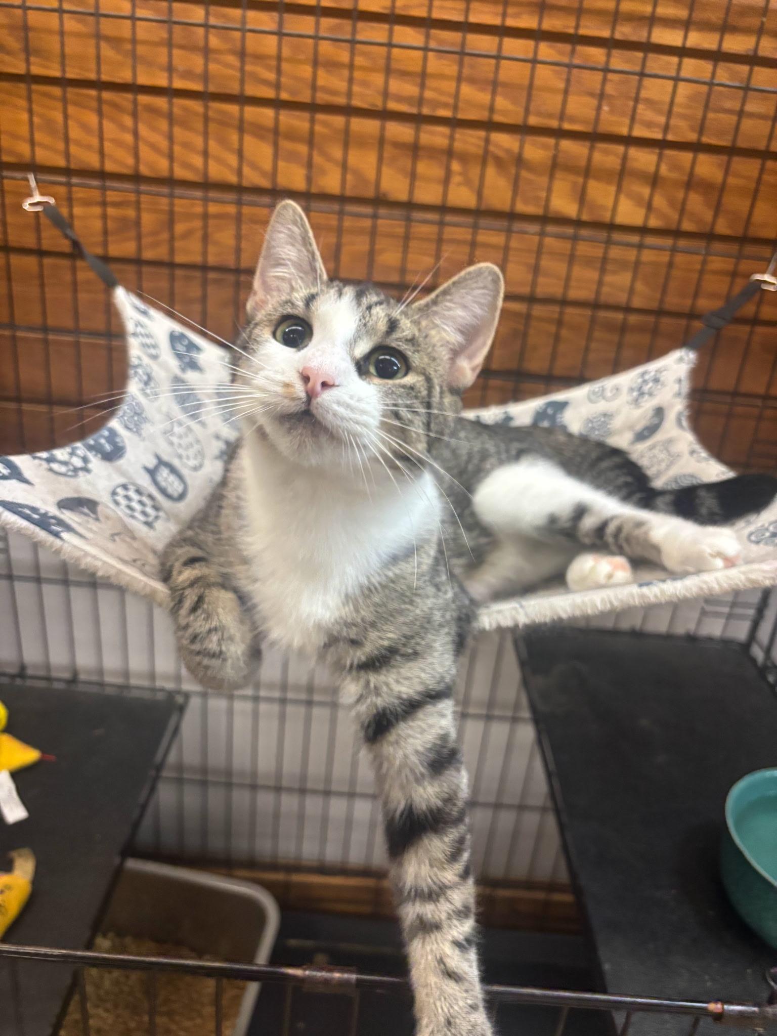 Enlarge Lulu, a Adoptable Domestic Short Hair in Coldwater, MI image 3/3