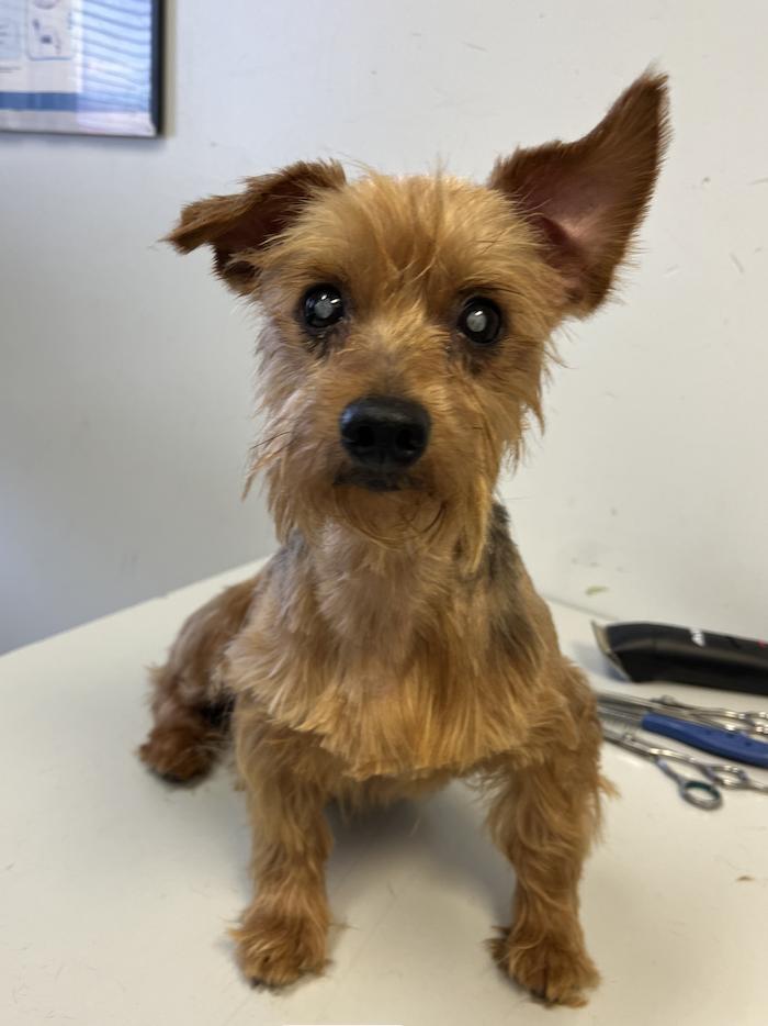 Jiminy, Adoptable, Adult Male Yorkshire Terrier.