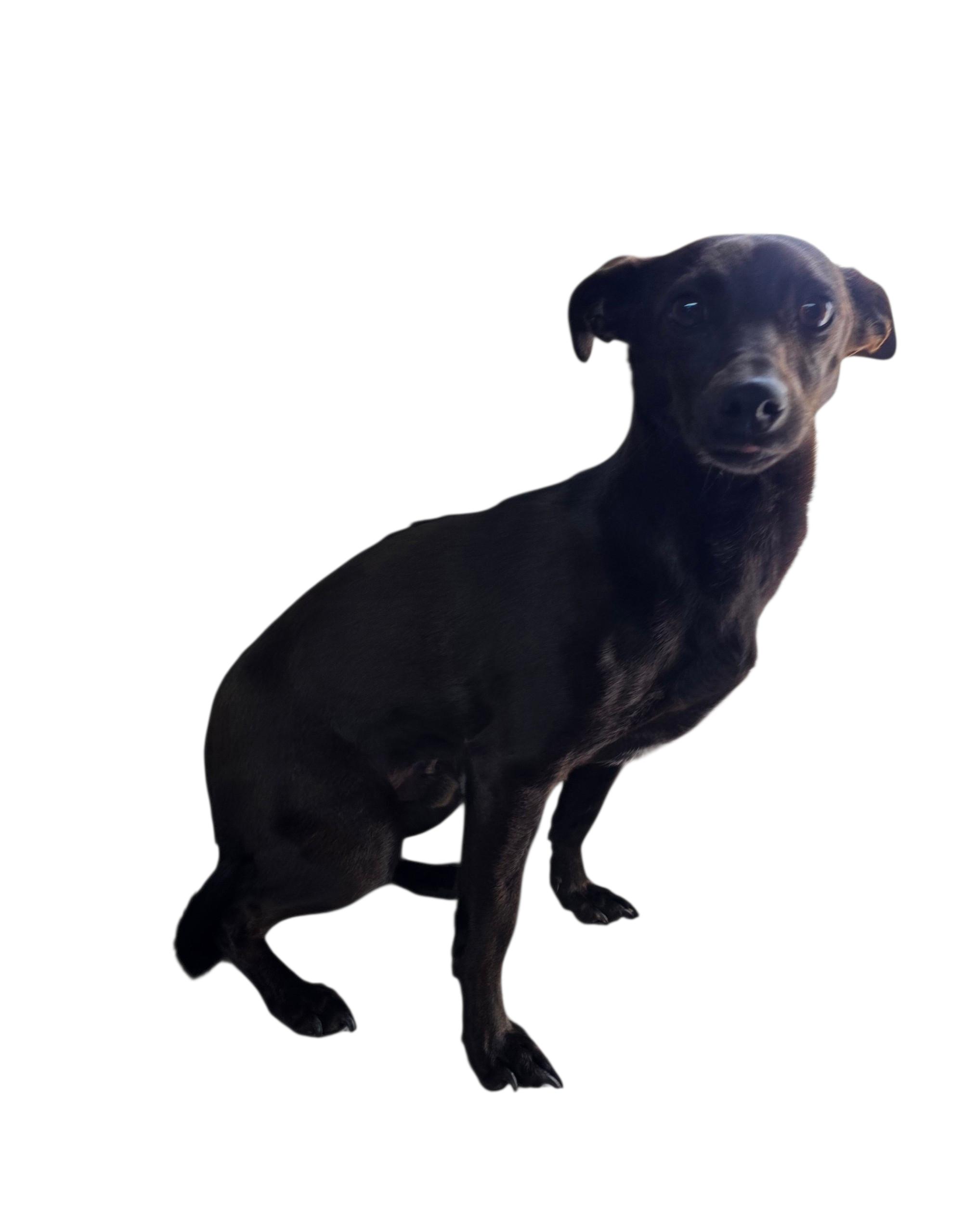 Enlarge Rocket, a ADOPTABLE mixed breed in Dallas, GA image 2/4