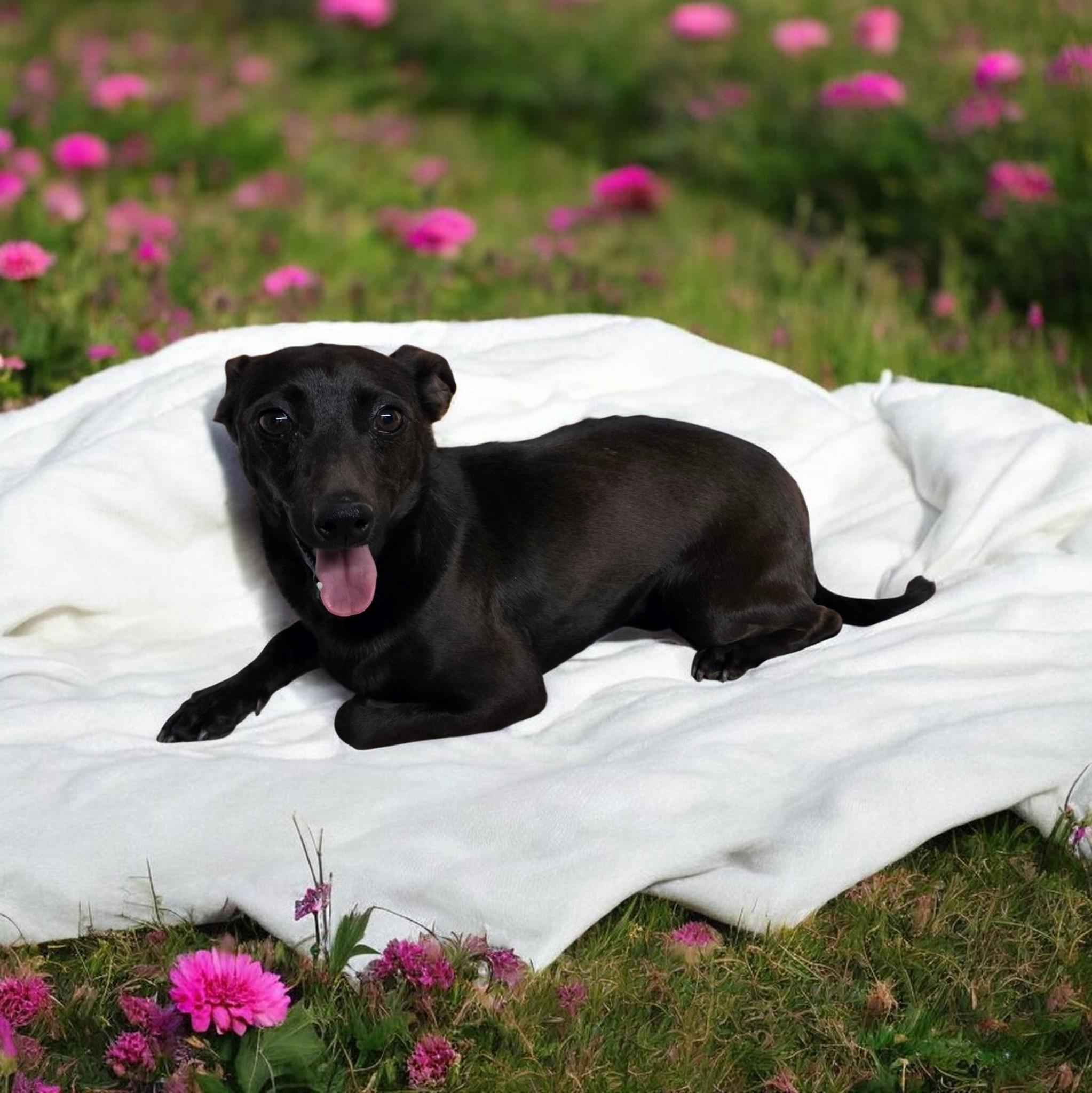 Rocket, ADOPTABLE, Adult Male Chihuahua & Jack Russell Terrier.